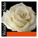 Pirastro WONDERTONE SOLO Violin E String